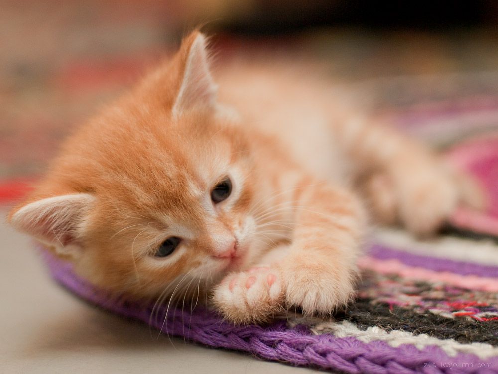 Reliable Cat Sitting Services provided in Thousand