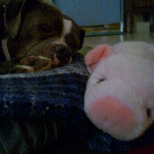 Both pigs are asleep, don't you wish your dog coul