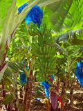 Banana tree