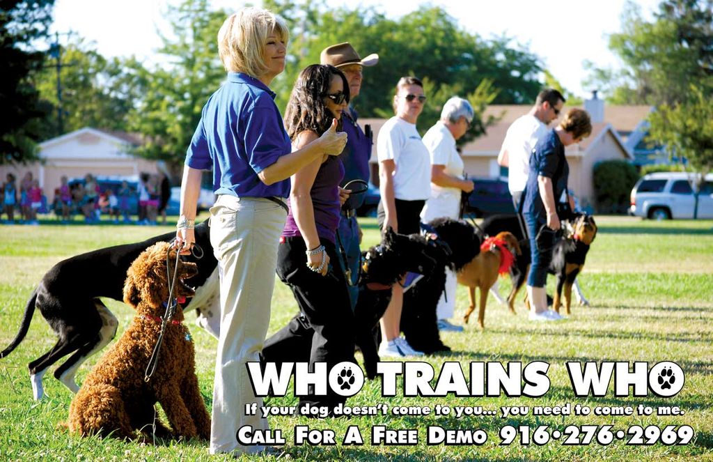 Who Trains Who Pet Obedience