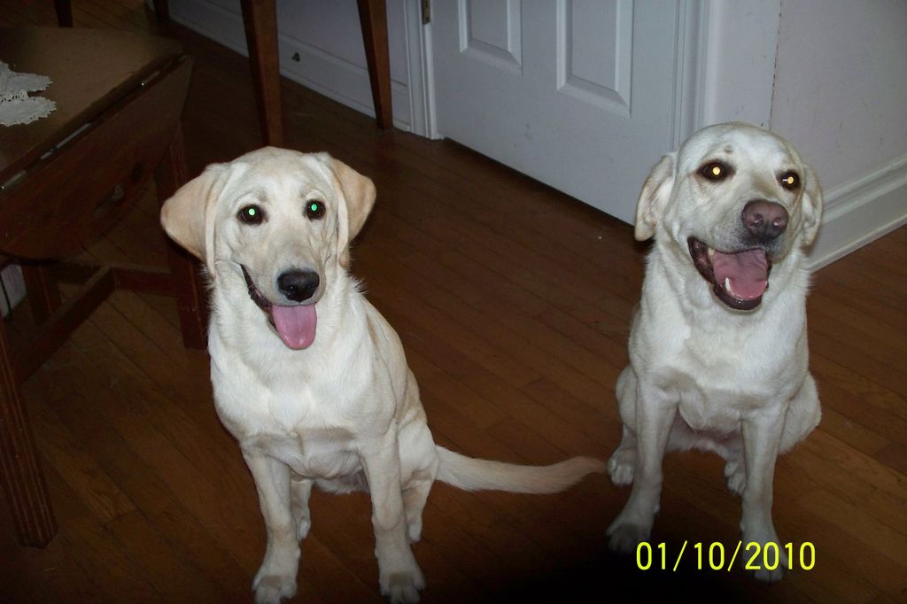 Gianna and Bell, Labradore Retrievers - Service Do