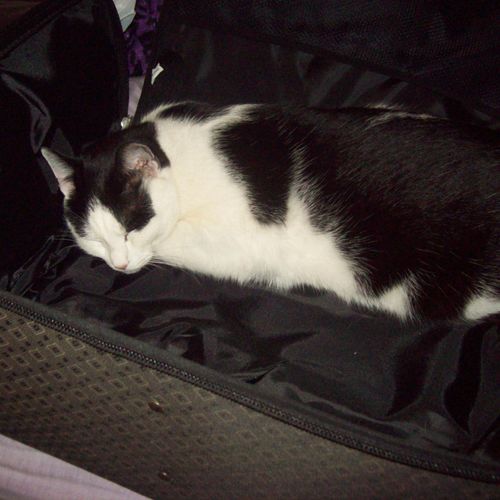 Tippie in the suitcase.