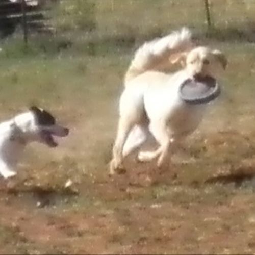 Dogs loving life & having fun