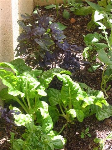 My Organic Garden 
The Best Food Ever is when you 