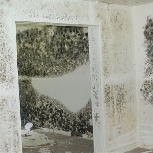 Many foreclosure homes have mold that has been pai