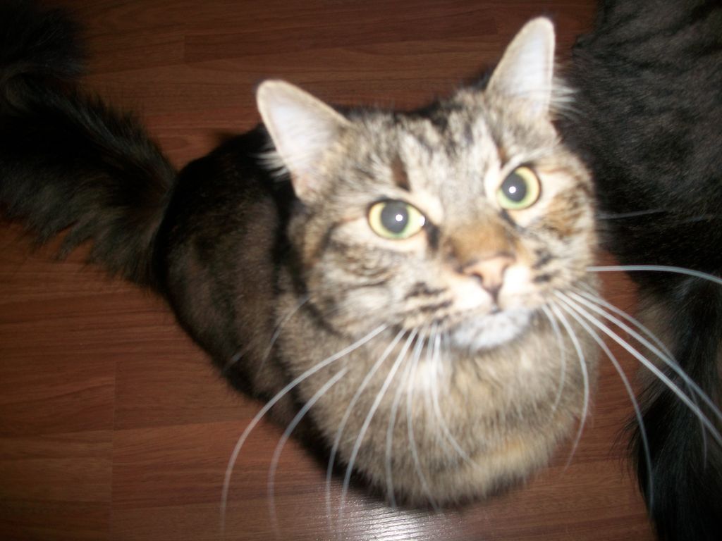 My favorite kitty Aylissa!
