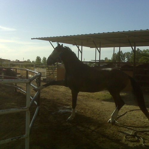 Add on to a round pen and portion of a stallion ba