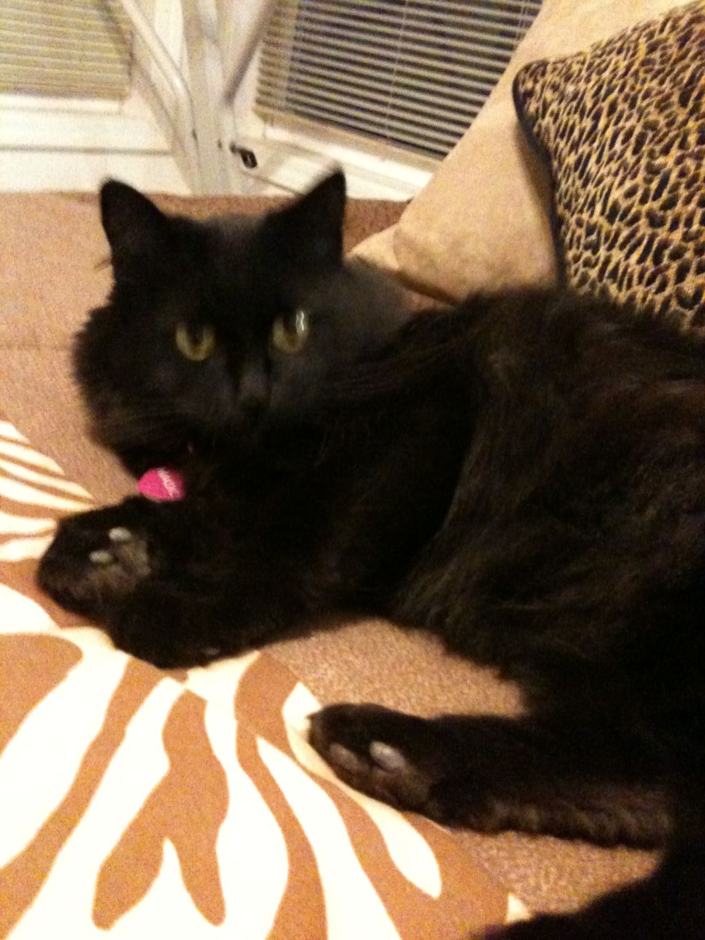 Black Magic Kitty