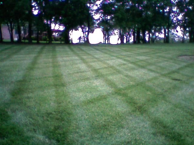 Professional Grass Cutting