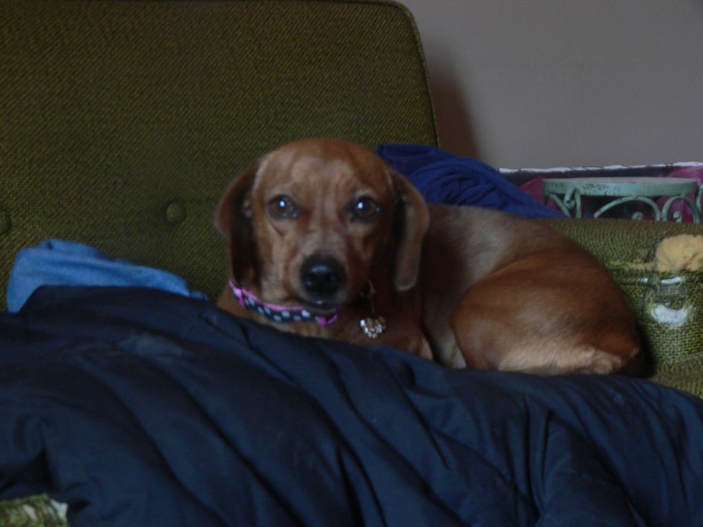 Missy was abandoned by Trout Lodge outside of Sop 