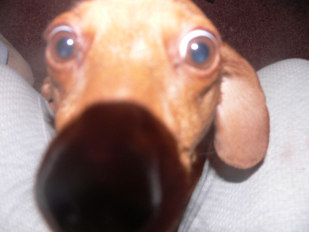 Squeaky Re-Homed 12-2010