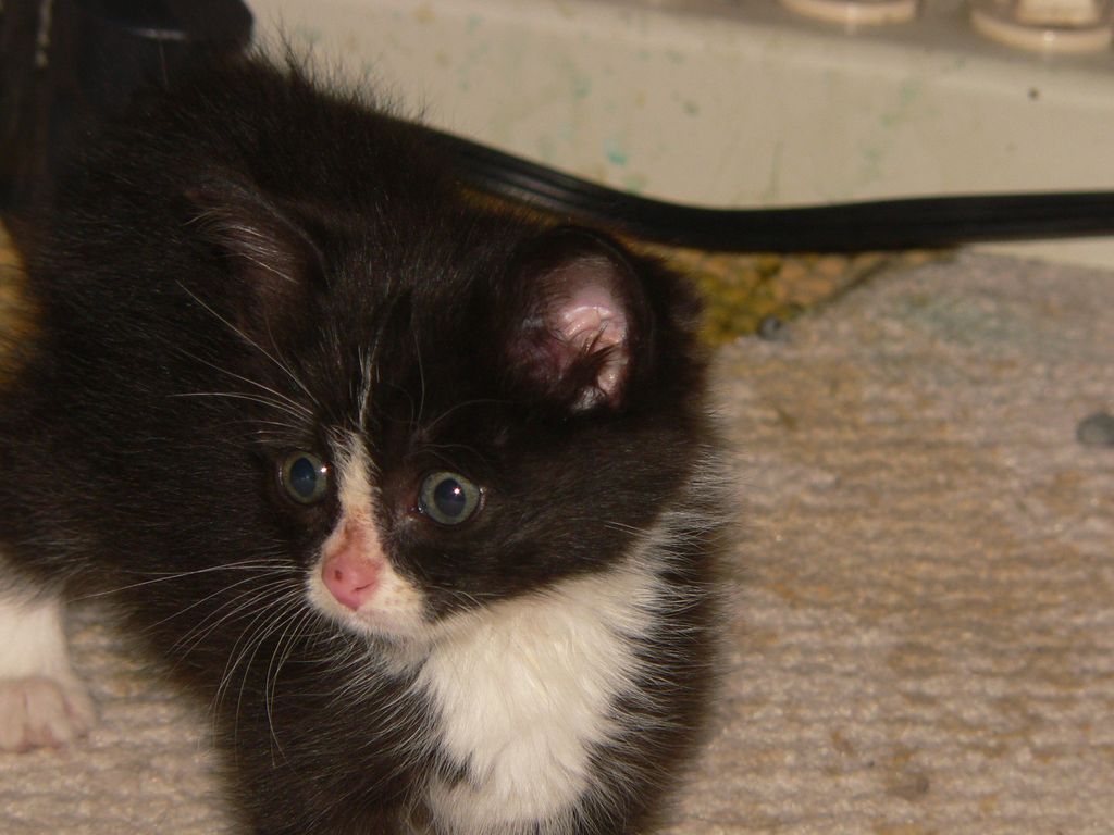 Louie was rescued outside of Moses Lake along with