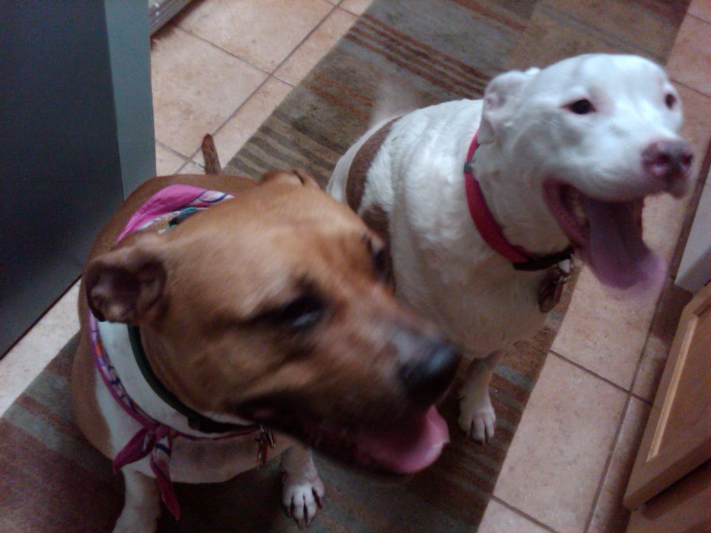 Our house calls make doggies smile