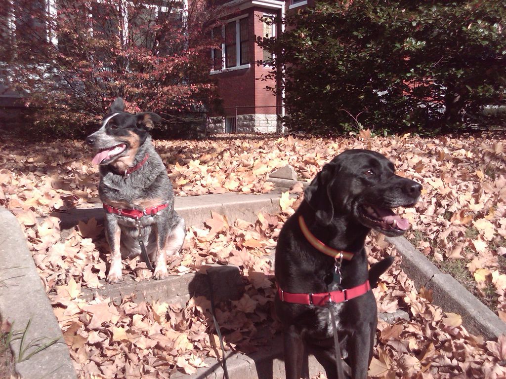 Jazz and Marley on a chilly morning group walk