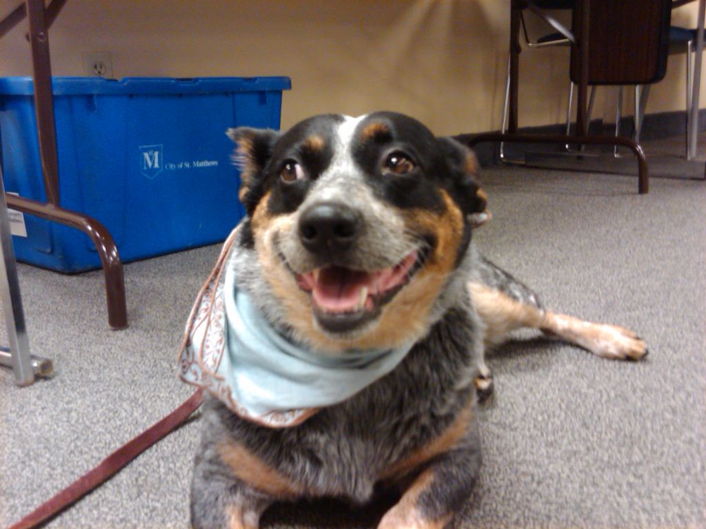 Jazz accompanying me to my first WAGS meeting