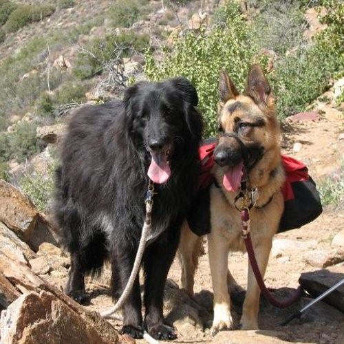 Dogs in rehab.  Nice hike!!