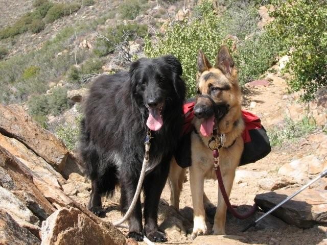 Dogs in rehab.  Nice hike!!