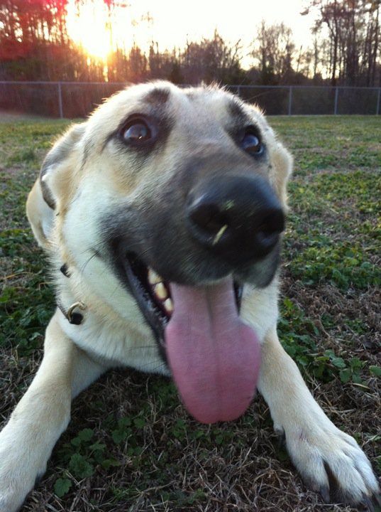 Worn out and happy from off leash dog training exe