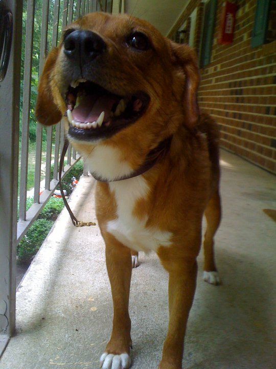 Happily going to do some dog obedience training