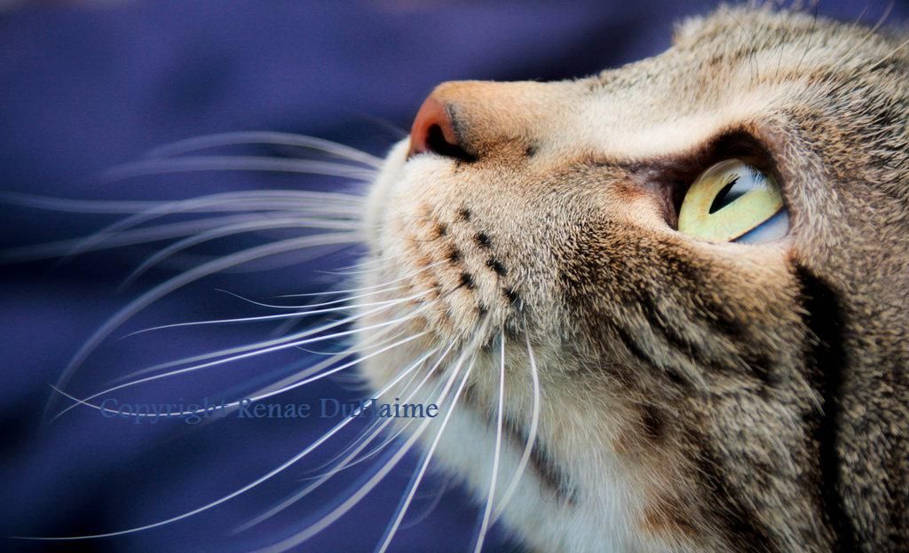 Pet photography