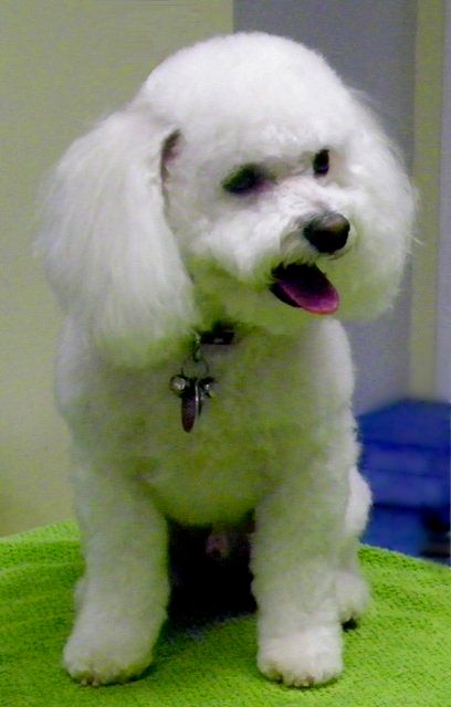 Pampered Pet Grooming and Dog Training, Inc.