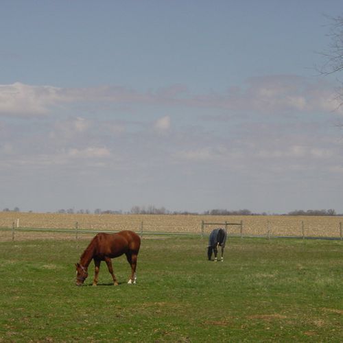 Pasture
Four large pastures with 4 strand Ramm ele