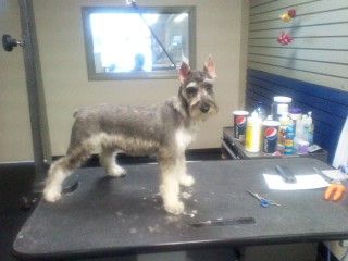puppies first hair cut after