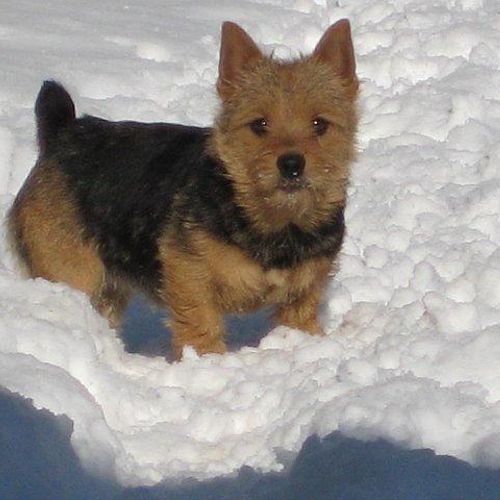 Clover our Norwich Terrier