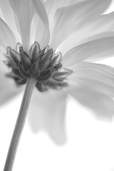 Black and white photograph of stem and back of  da