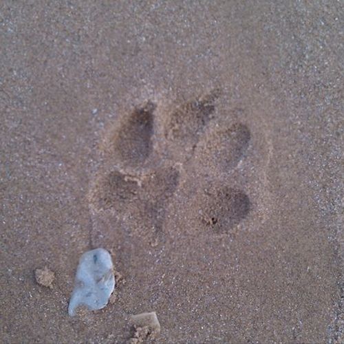 "...and make Pawprints in the Sands of Time."