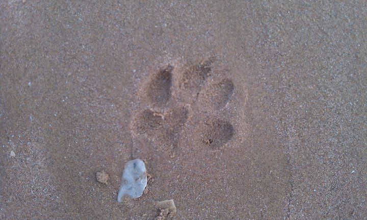 "...and make Pawprints in the Sands of Time."