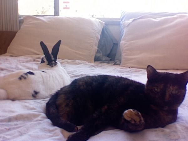 Mau Mau and Thumper