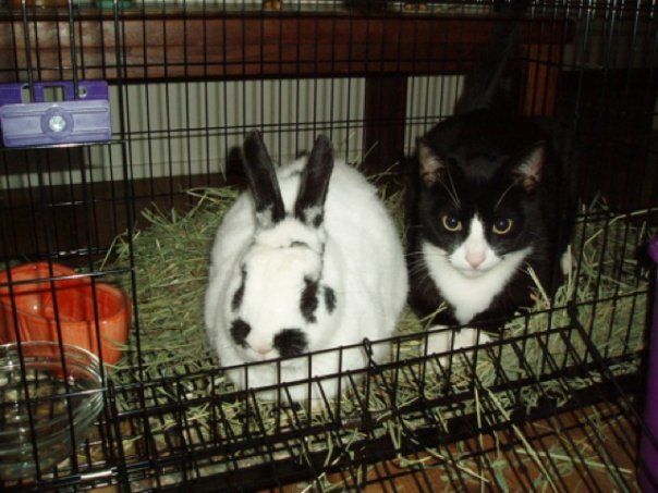 Thumper and Romie
