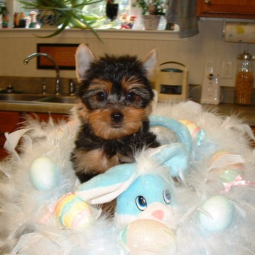 This is a example of the Yorkie pups,available.Wha