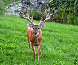 We produce a large anmount of Whitetail "How to " 