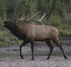 Elk articlesare our next most popular animals