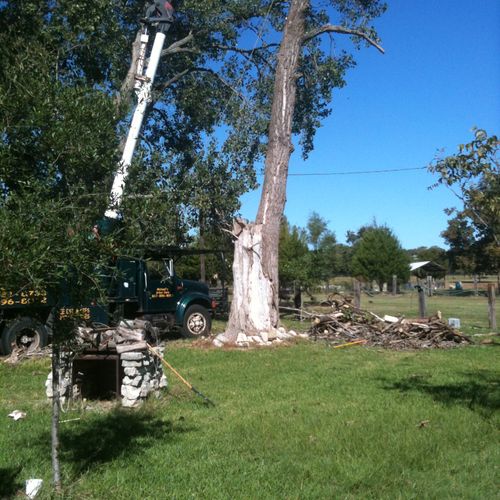 big tree removal