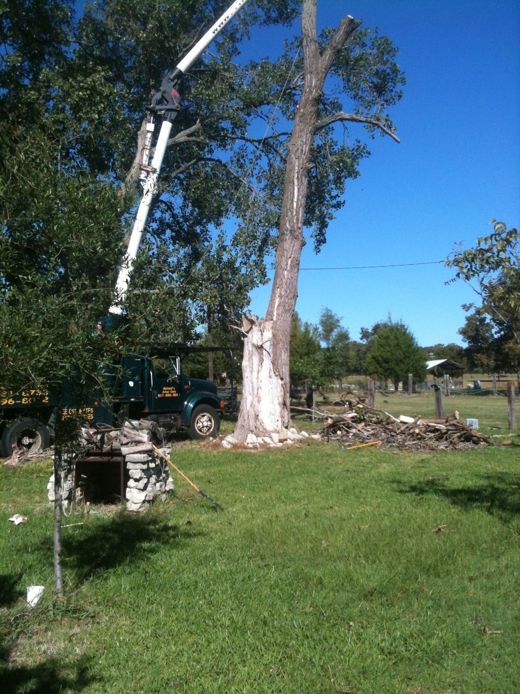 big tree removal
