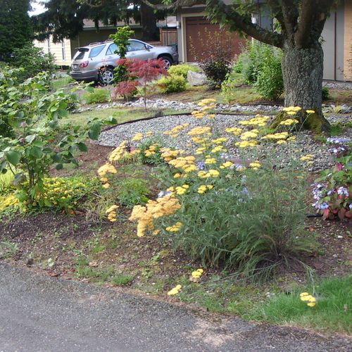 1 year after planting at residence in Bellevue