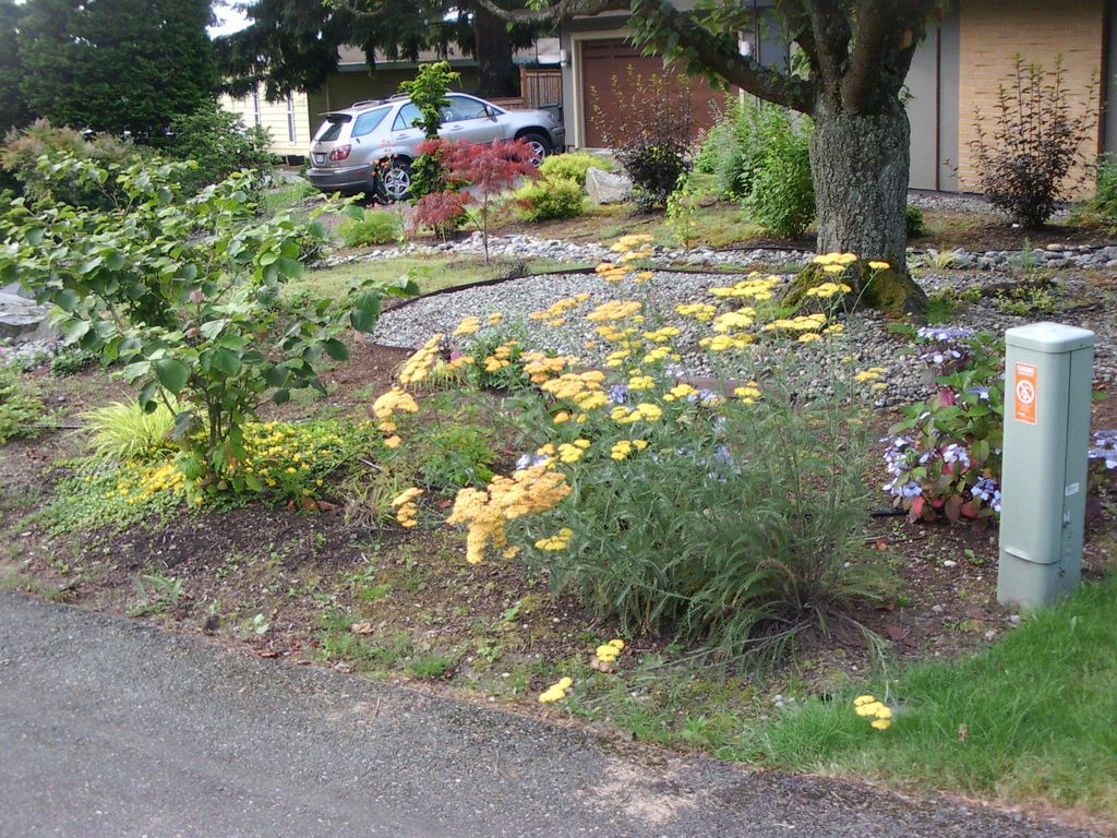 1 year after planting at residence in Bellevue