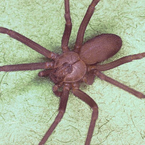 Brown Recluse Spider. Note the distinct 'fiddle' o