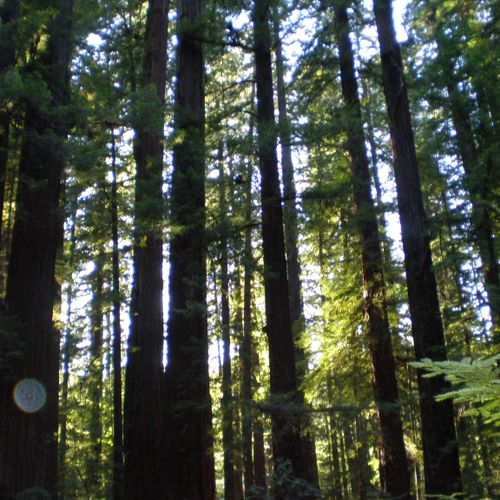 The majestic Redwoods