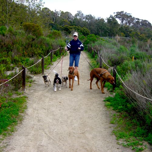 Carrie walking her dogs along with boarding dogs o