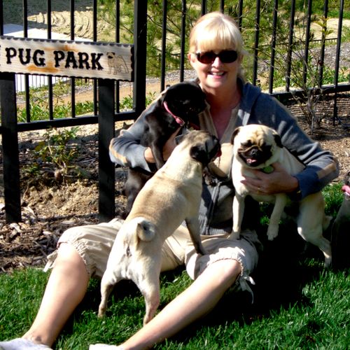 We have two of our own Pugs and MANY Pug clients! 