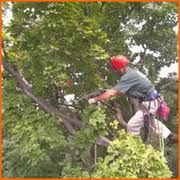 JW Roofing & Tree Service