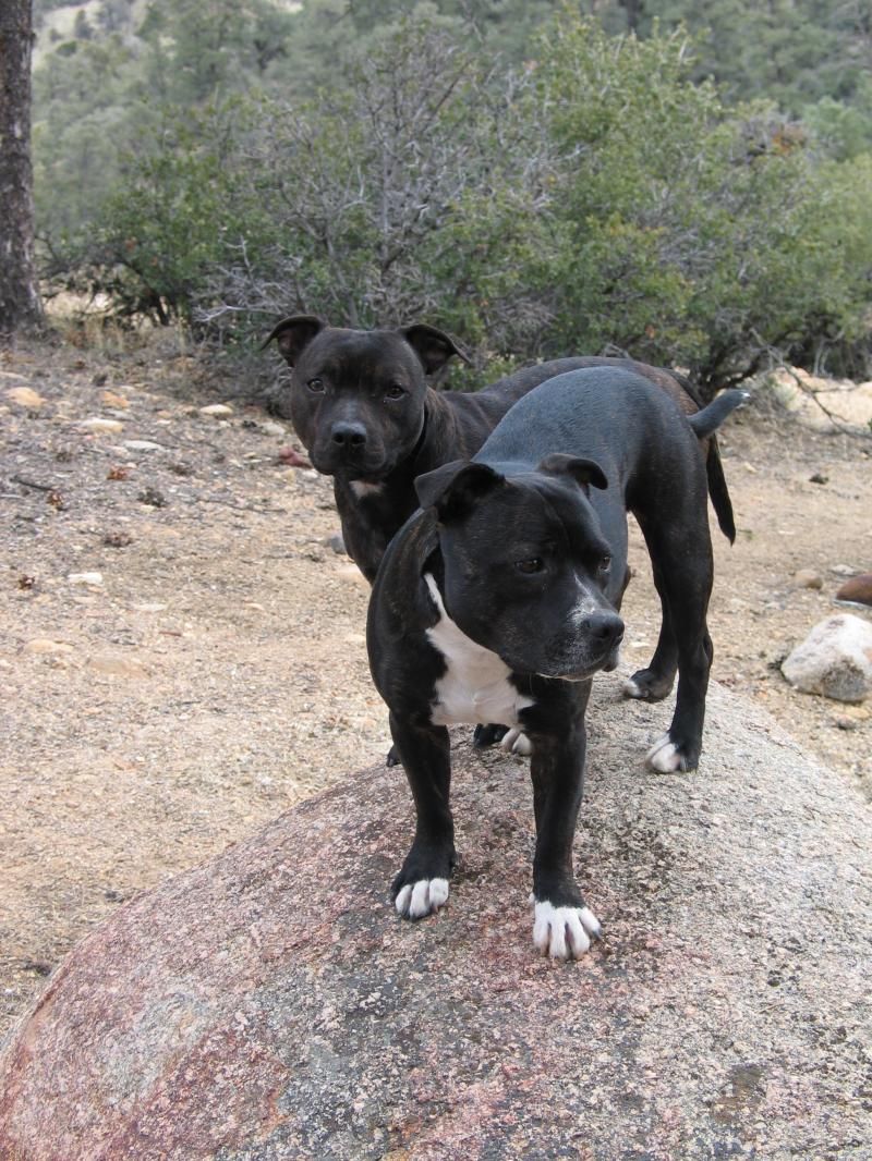 Off leash hiking with well trained dogs is a lot o