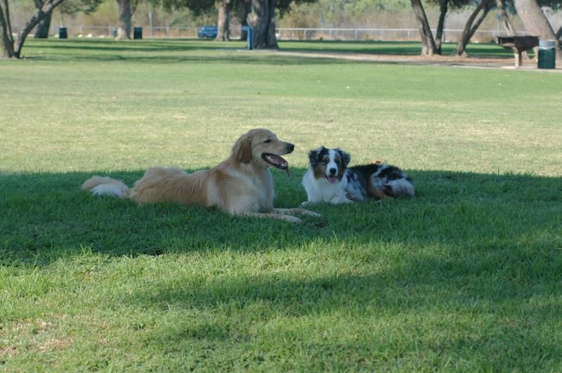 Dog socialization strategies.