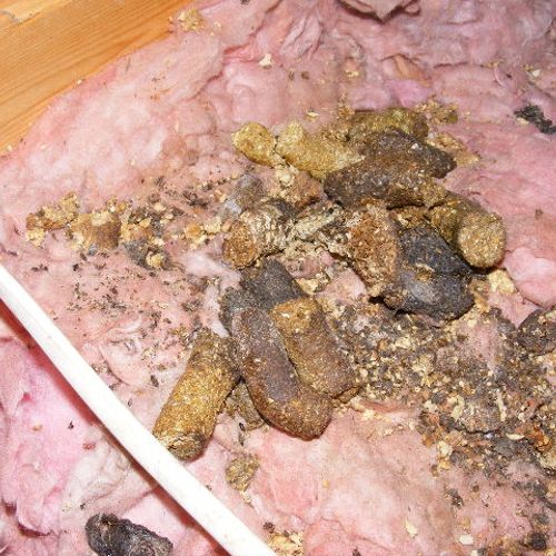 This is raccoon feces in a attic in Detroit