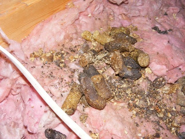 This is raccoon feces in a attic in Detroit