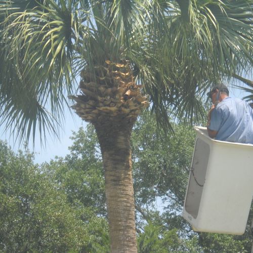 Tree Services Brunswick, Georgia